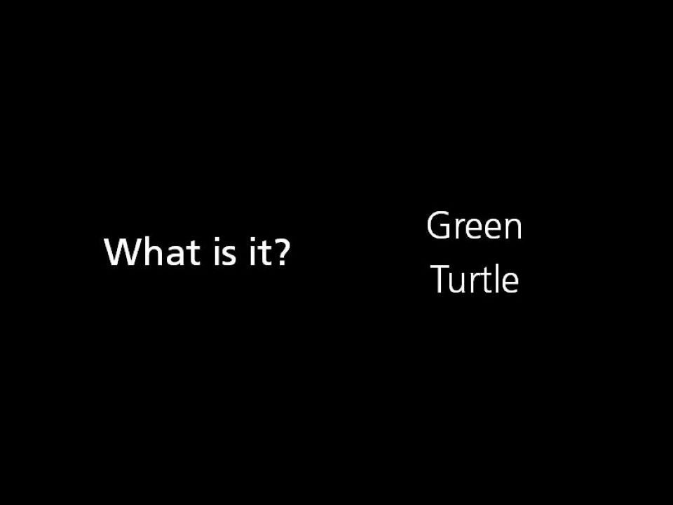 What is it? Green Sea Turtle