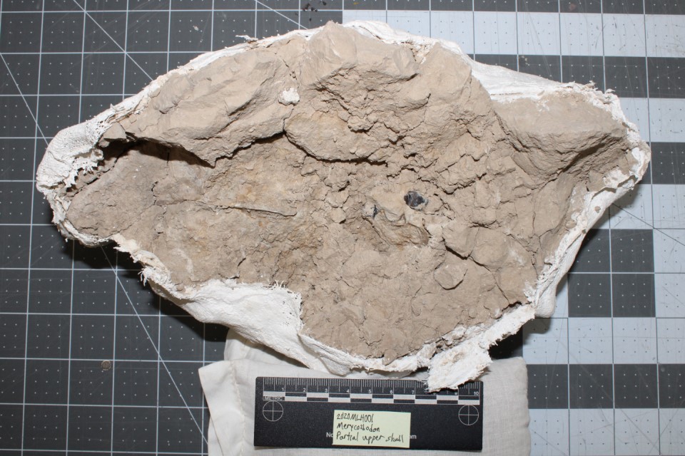 Large gray rock with ill-defined features.