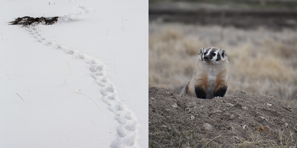 Badger tracks in the snow in Yellowstone National Park