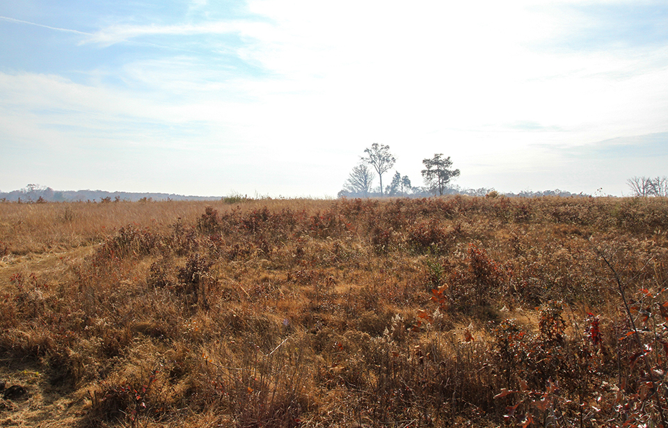 Un-burned area before prescribed fire