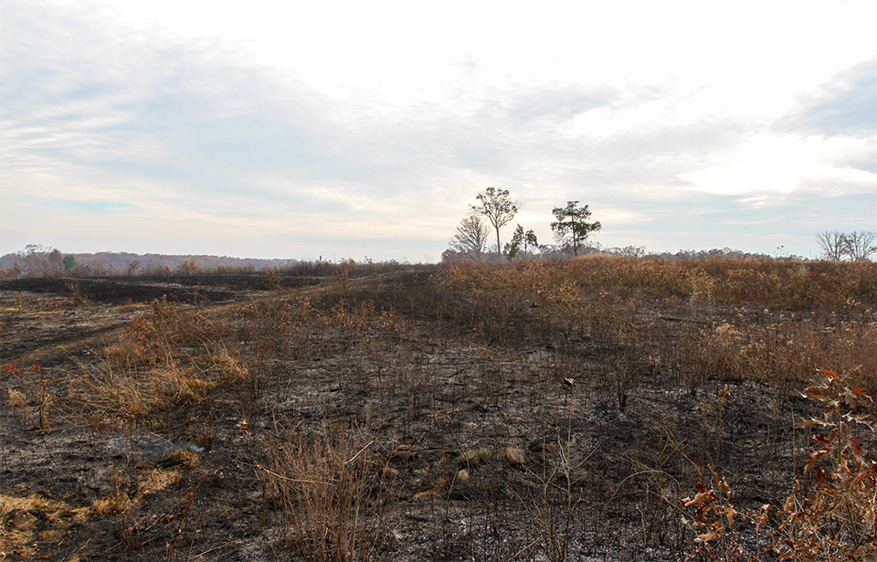 Un-burned area before prescribed fire