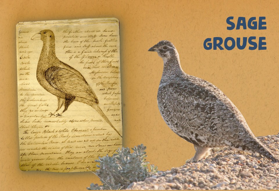 Journal page with drawing of plump bird and hand scrolled notes. Photo of Plump bird stand among sage brush. Sage grouse