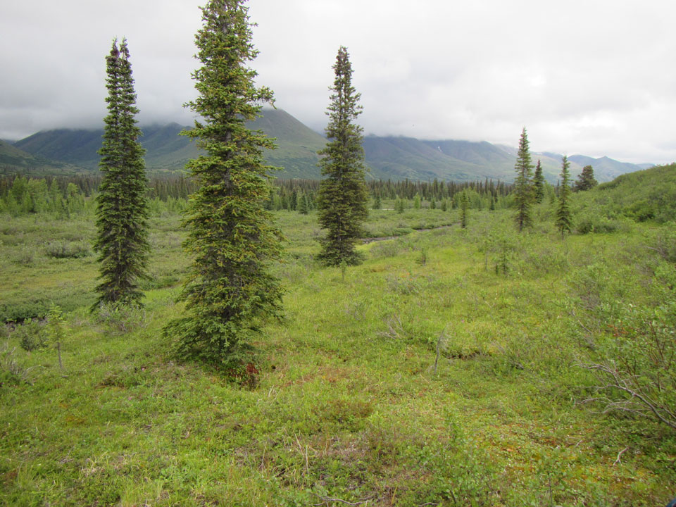 healthy spruce trees