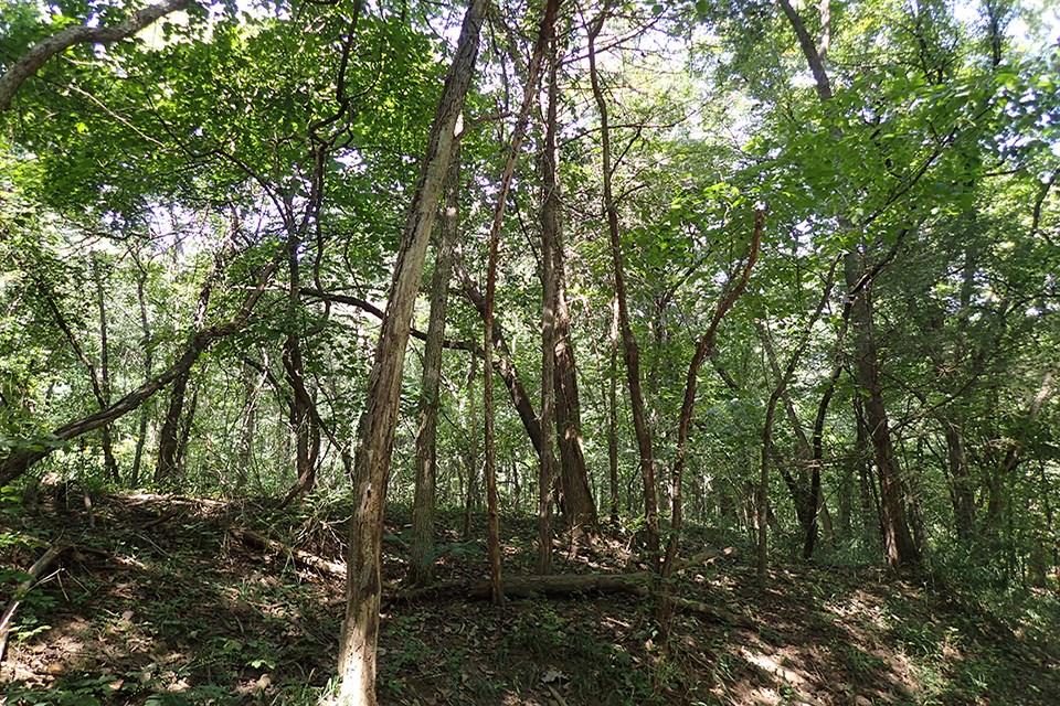 Photo of oak savanna
