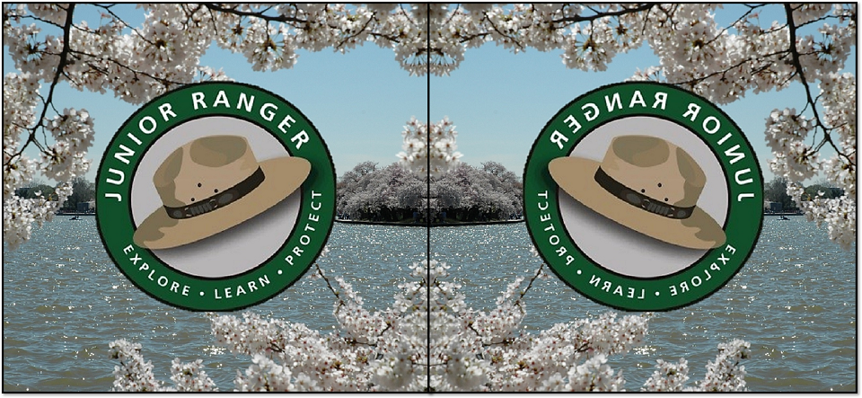 Junior Ranger logo with a park service flat hat on a background of cherry trees blooming around the Tidal Basin