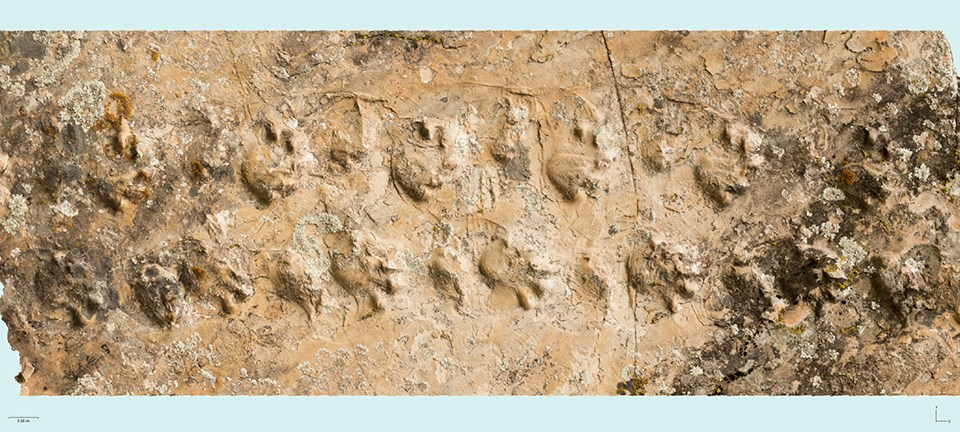 fossil tracks in sandstone