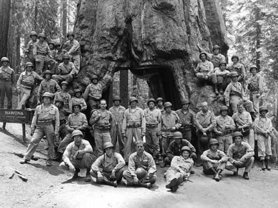 Historic black and white image of a group of sailors in front of a large tree with a tunnel through its trunk