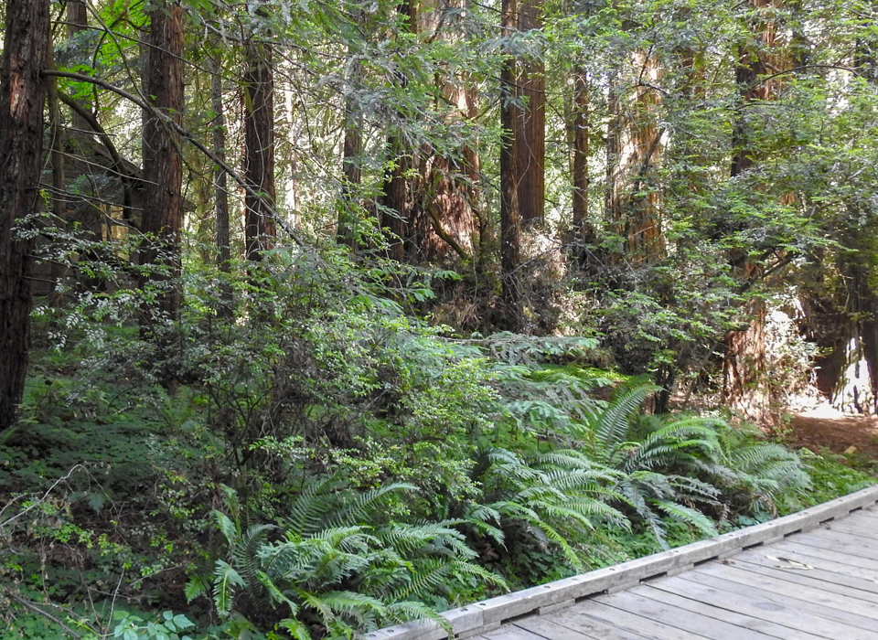 rotary club group picture