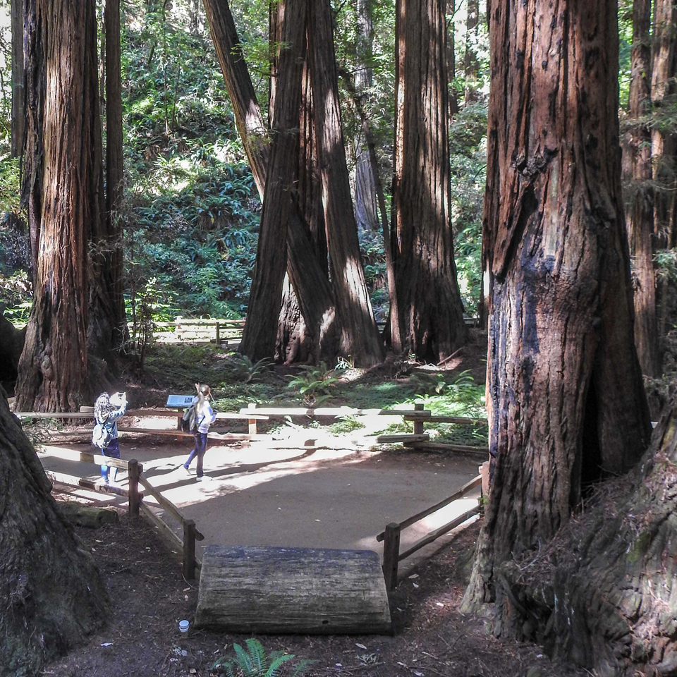 ceremony in the forest