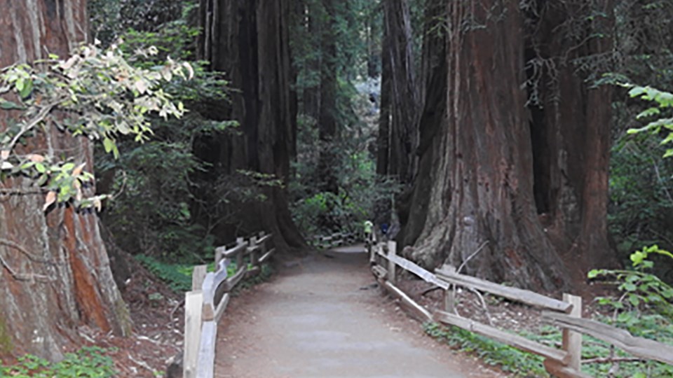 automobile on muir woods trail