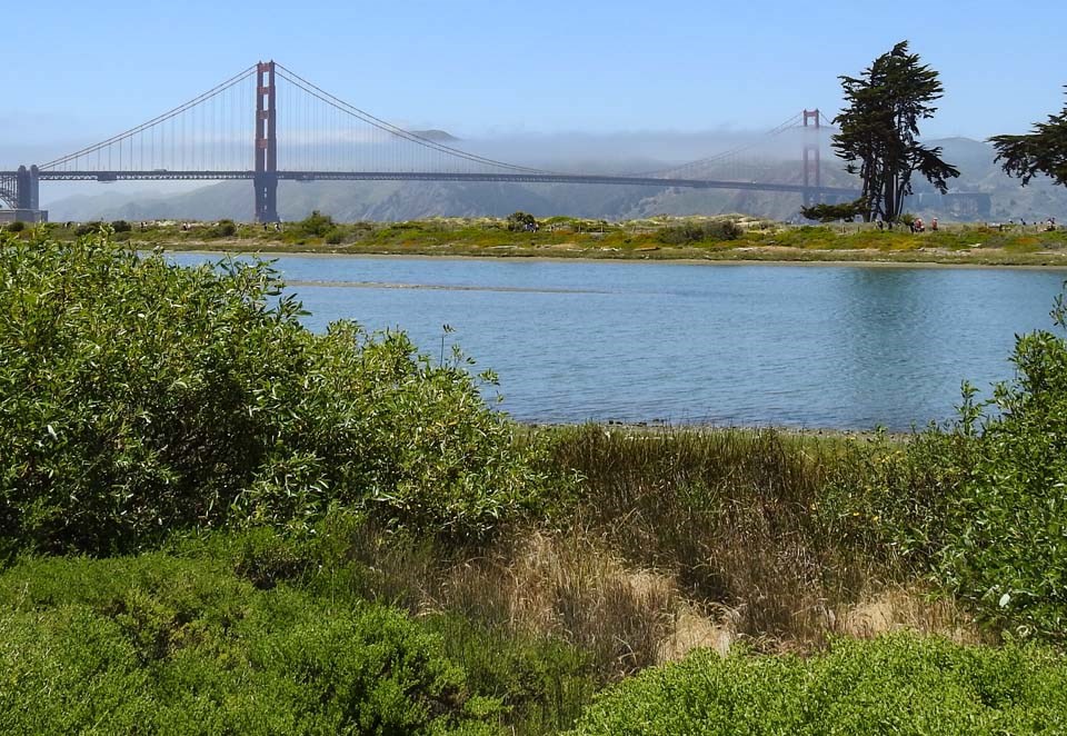 a grassy field with the golden gate bridge in the background