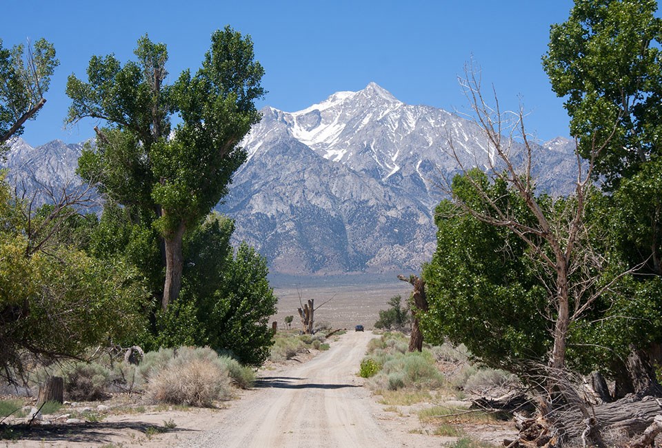 Dirt road with large trees on either side running up to snow capped mountain