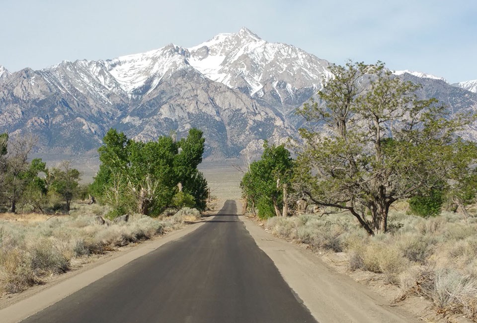Dirt road with large trees on either side running up to snow capped mountain