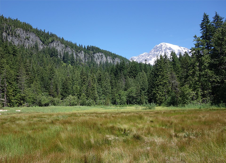 A green meadow surrounded by forested ridgeline, blue skies, and view of Mount Rainier.