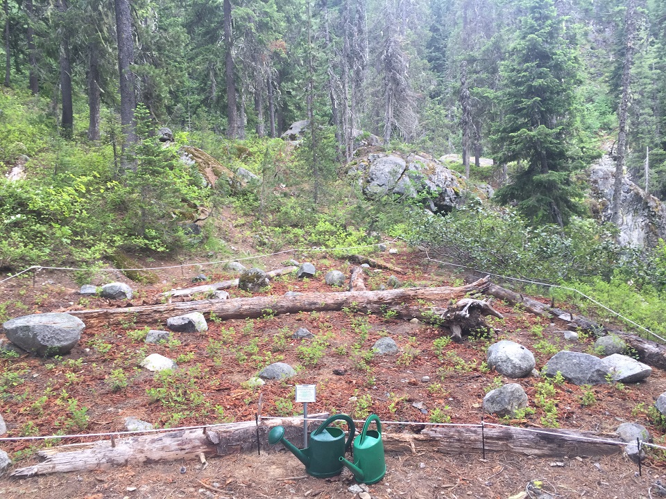 North Fork Campground revegetation area before planting.