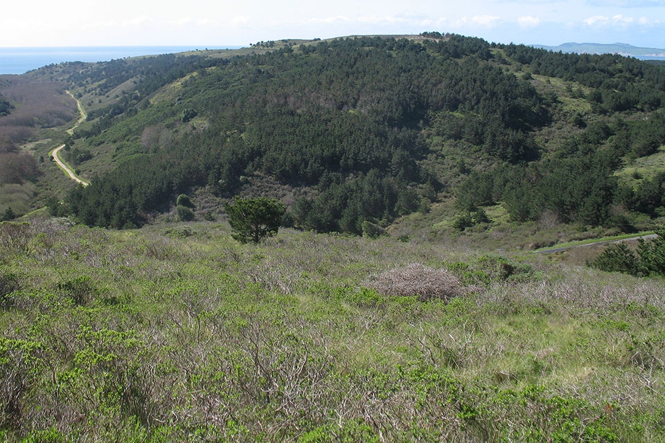 Relatively healthy, but densely-packed, 14-year old bishop pine trees grow on a ridge.