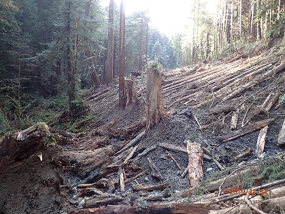 A dirt road, trees and tree stumps on a hill. An excavator works in the distance.
