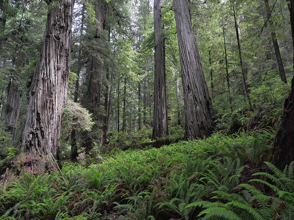 Old-growth forest