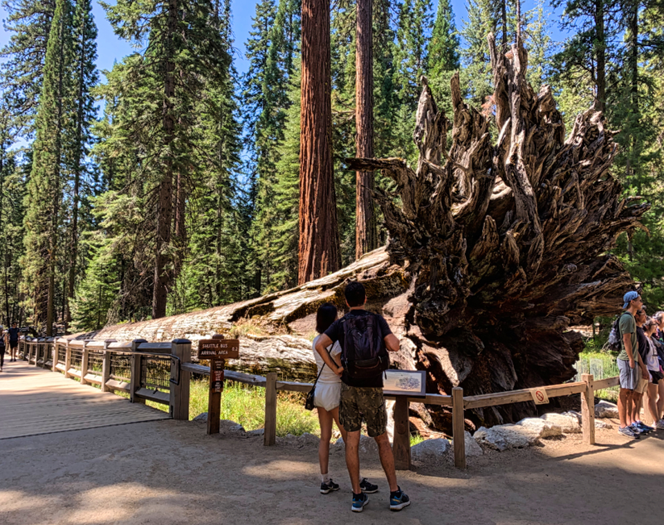 Large group of soldiers standing on a fallen giant sequoia