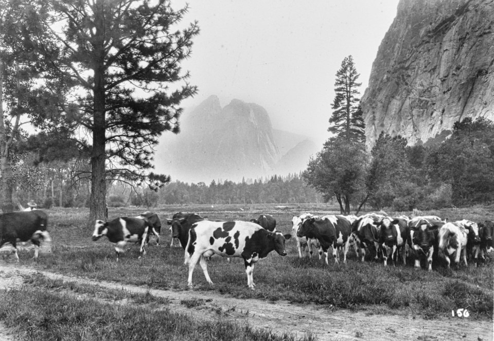 Cattle roam a meadow with cliffs in background.