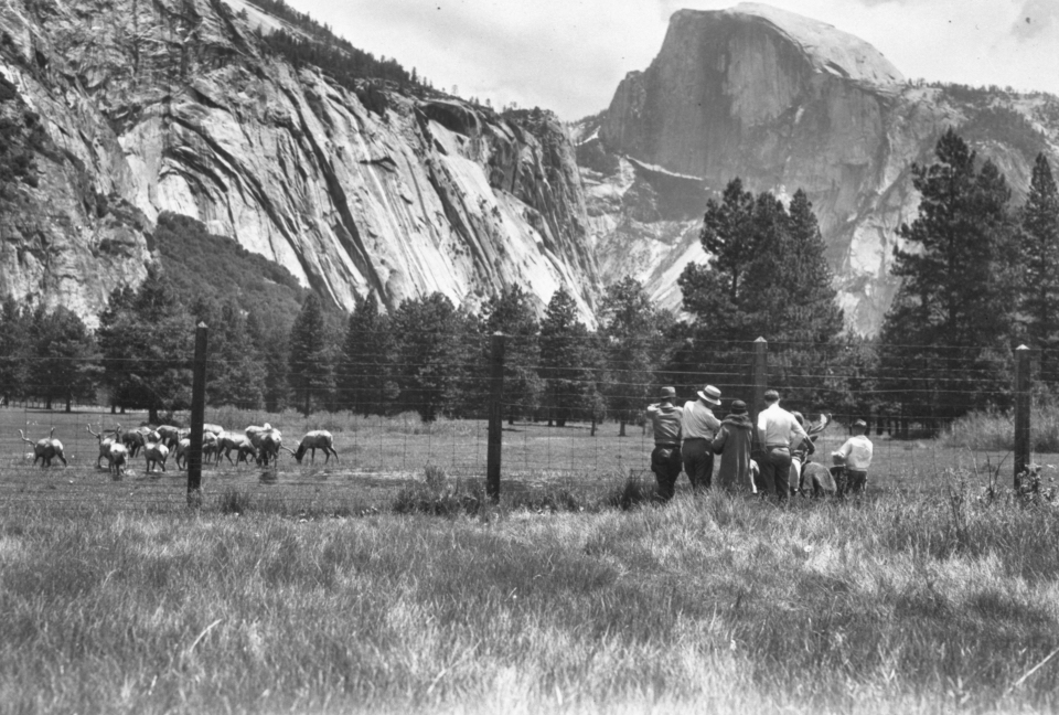 Elk in a fenced meadow with people watching them.