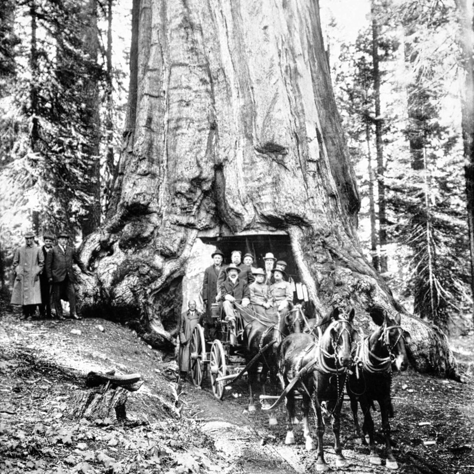 President Taft and John Muir in a wagon driving through a Giant Sequoia