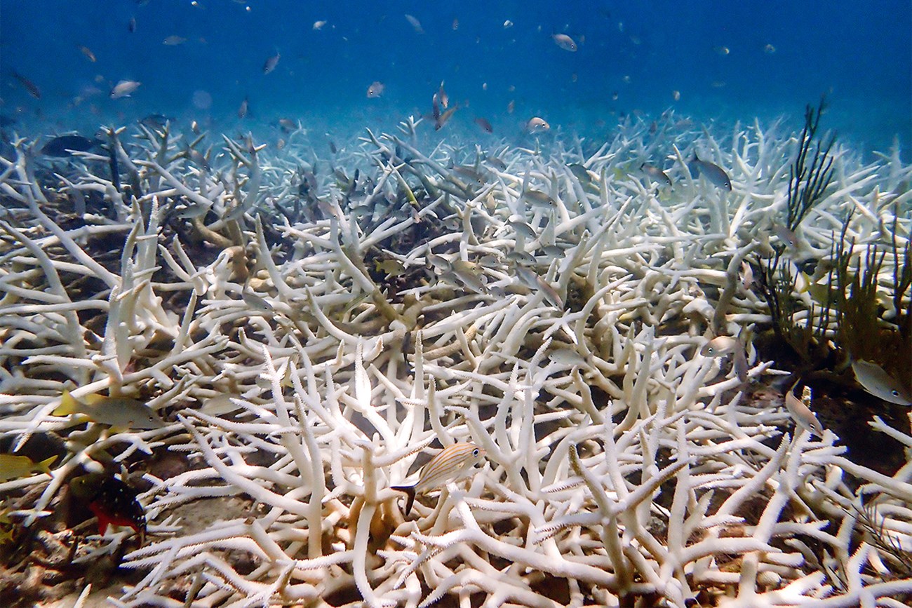 Staghorn coral colonies that have bleached. The white mass of spikey coral colonies resemble piles of bones strewn across the seafloor.