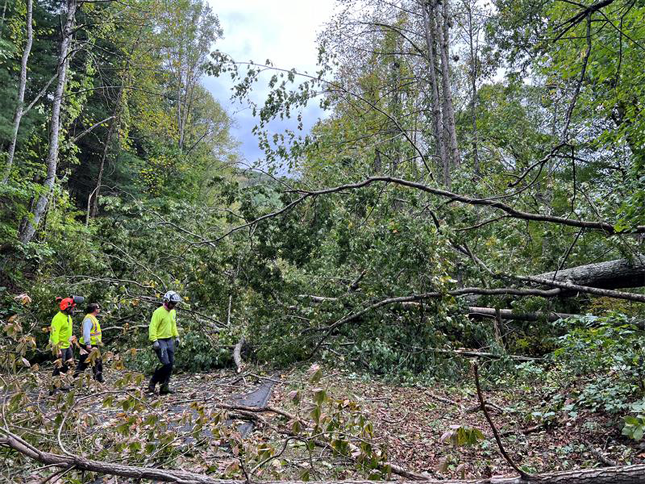 Several people wearing brightly colored clothing stand among fallen trees and other debris on a road.