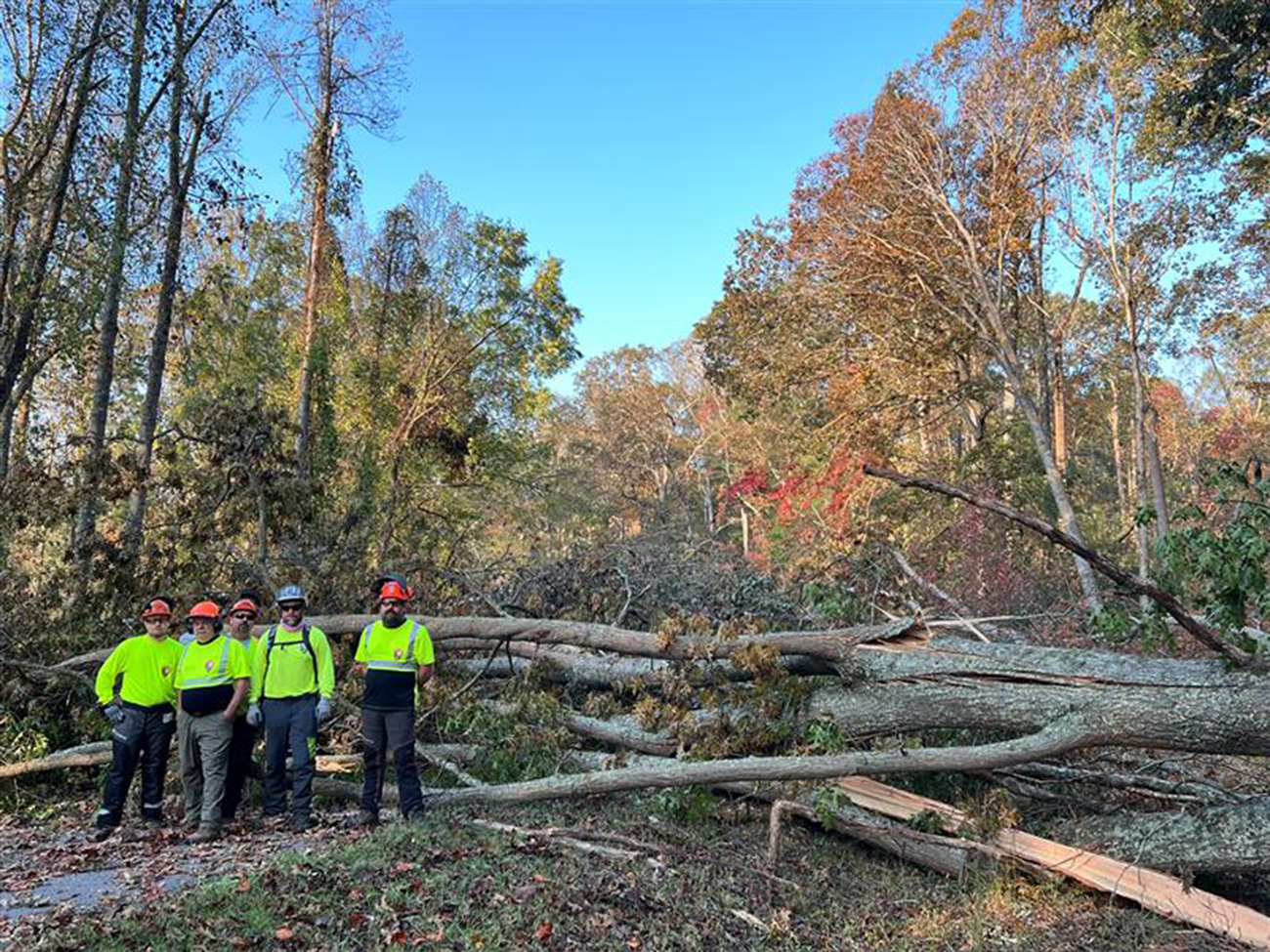 Tress lie across a road with several national park service staff in bright clothing standing nearby