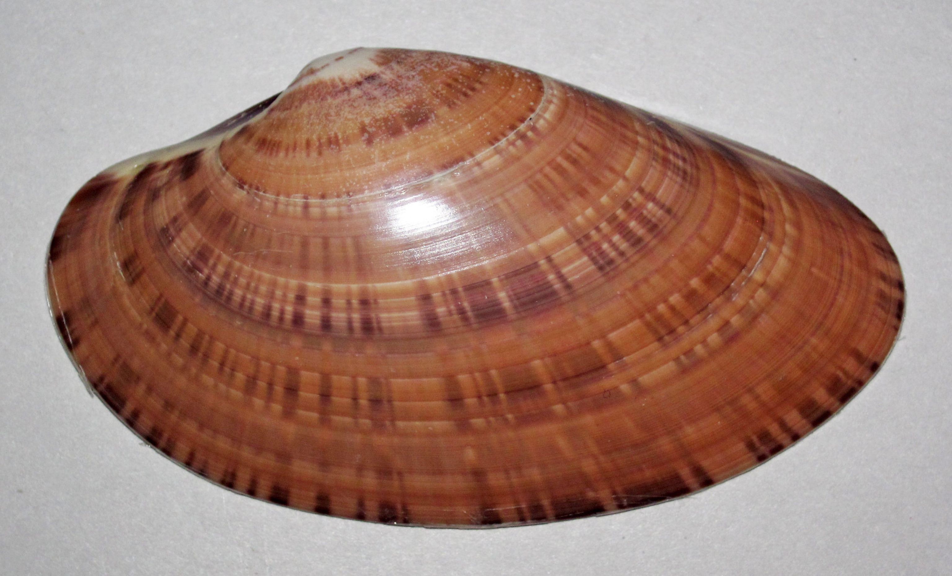 Modern bivalve shell