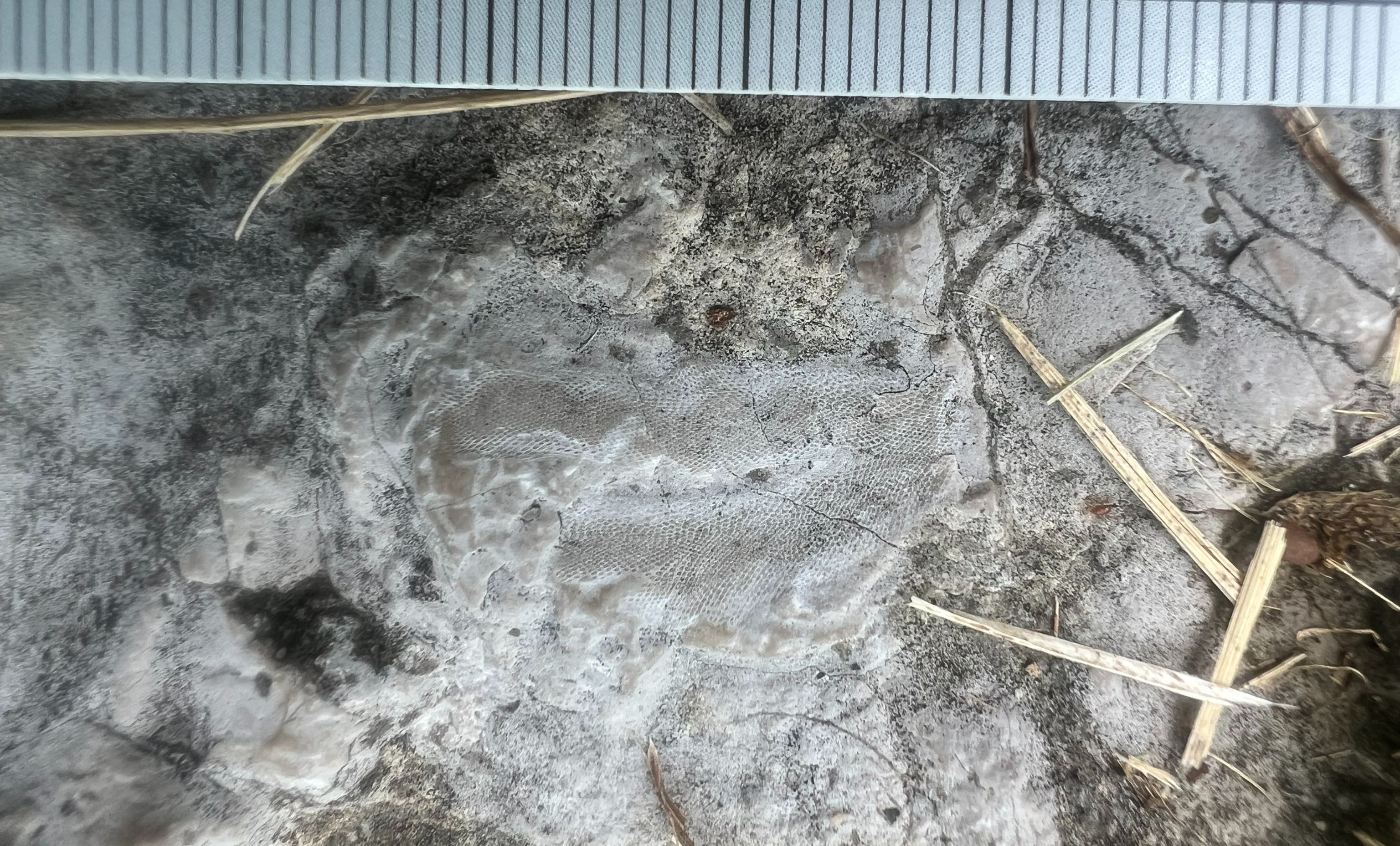 Modern encrusting bryozoan