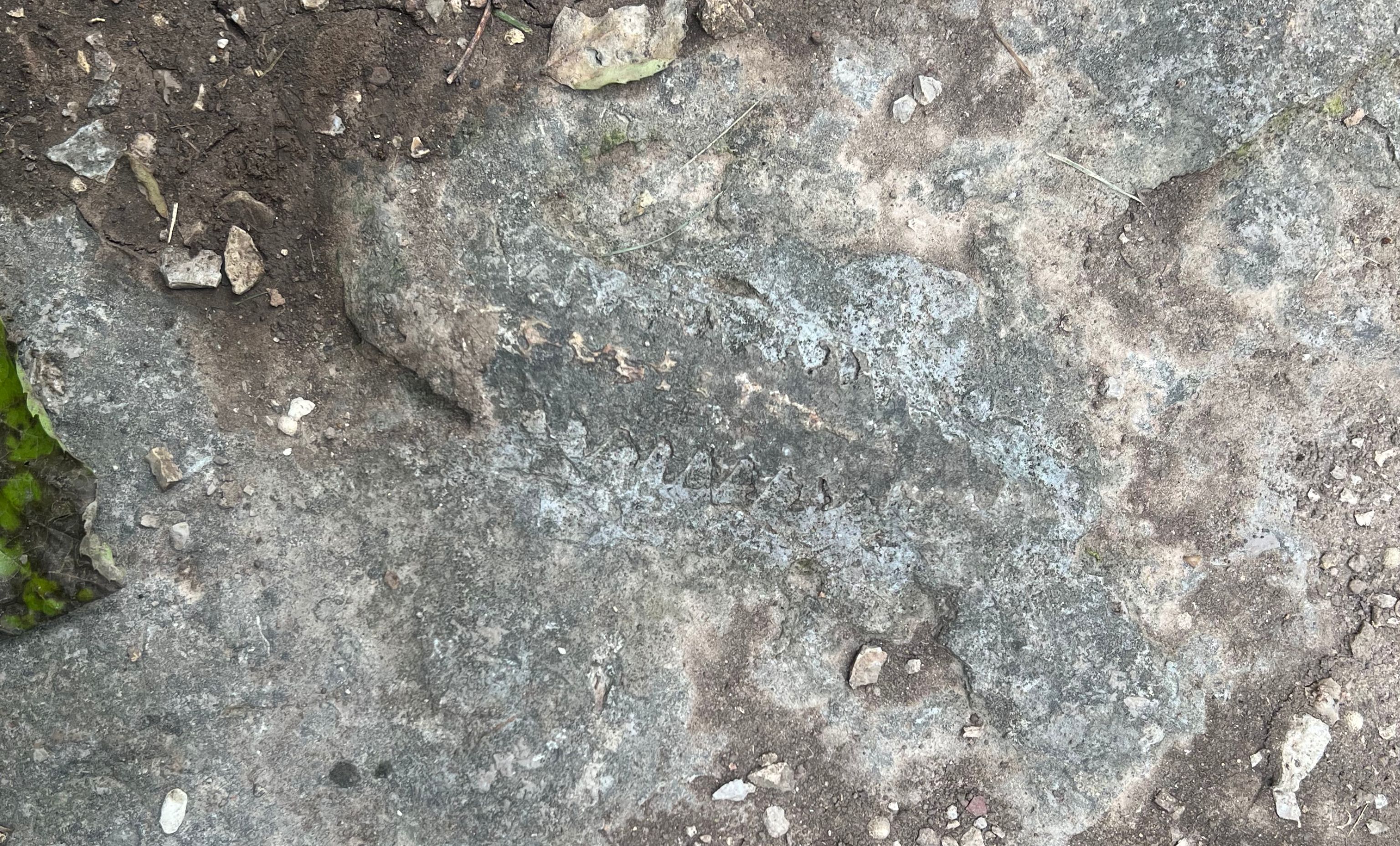 Modern Chambered Nautilus