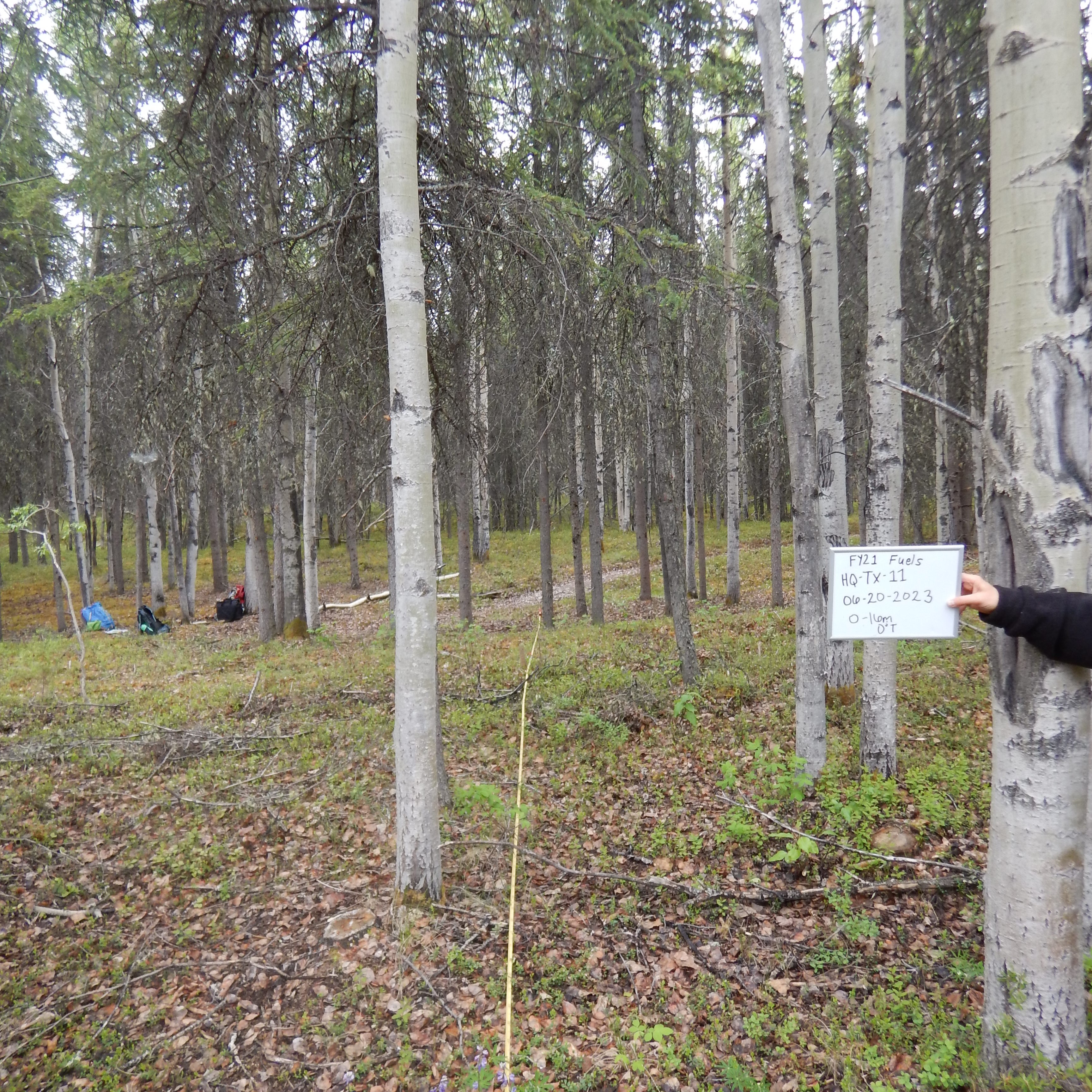 A forested area with aspen trees and spruce trees with many low hanging branches. A handheld sign indicates this photo was taken in 2021.