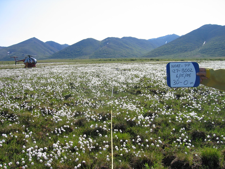 A tundra ecosystem 2 weeks post burn