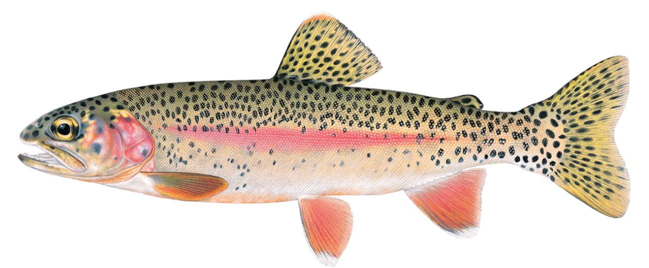 A rainbow trout with a dark green upper body and beige/pink lower body. A bright pink streak down the middle.