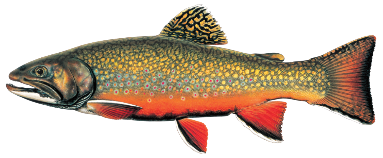 A brook trout with a dark green top and bright red bottom, yellow dots throughout.