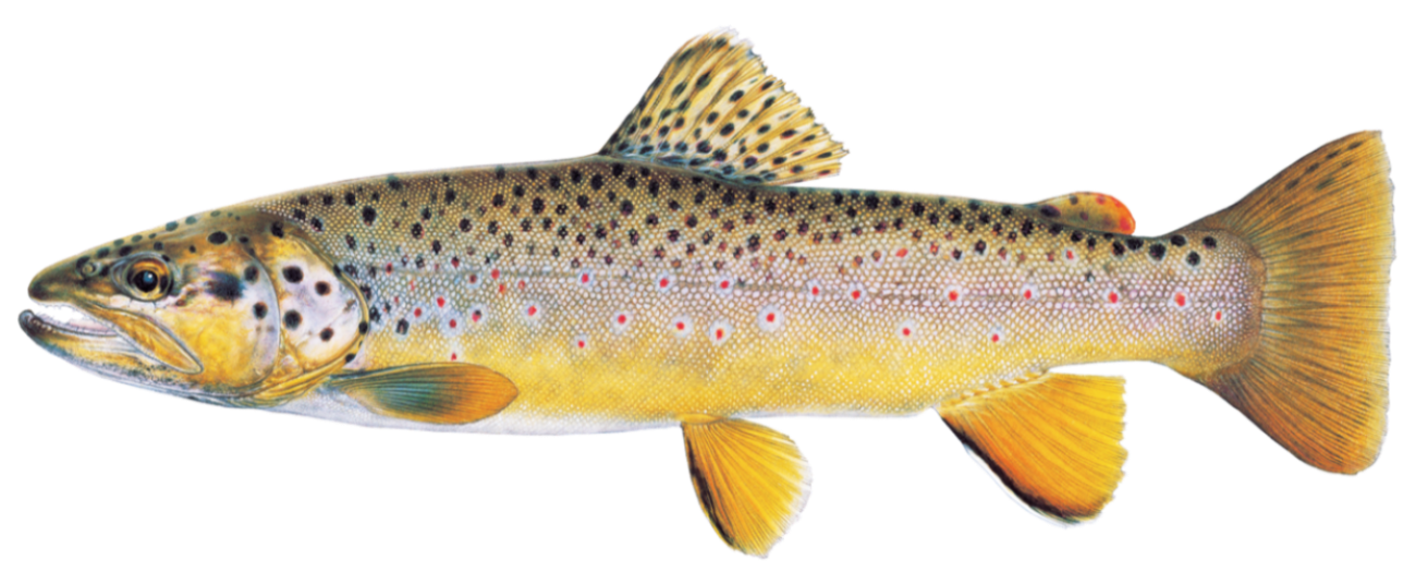 A brook trout with a dark green top and bright red bottom, yellow dots throughout.