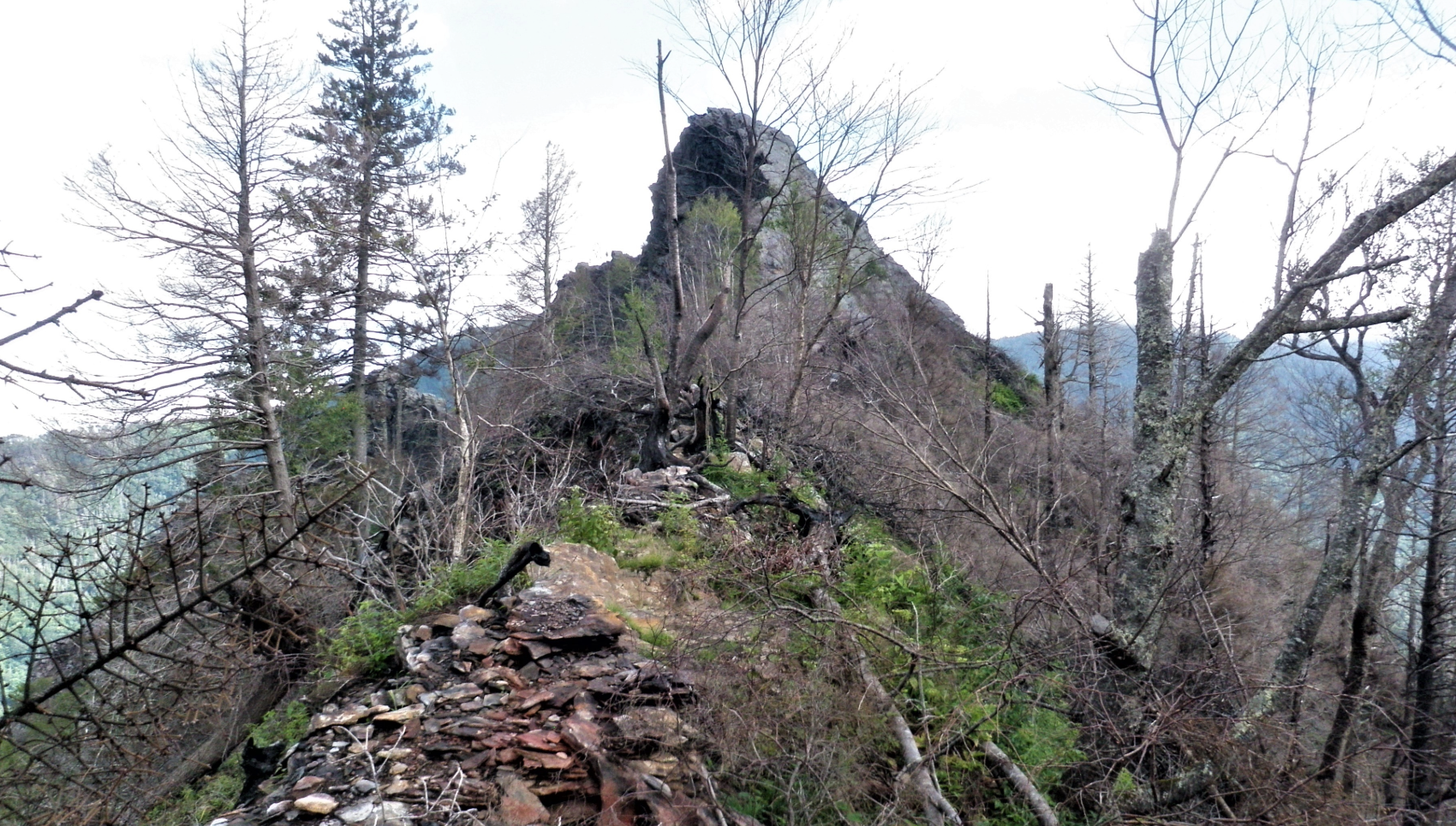 A freshly burned mountain with little vegetation, mostly dead trees and debris.
