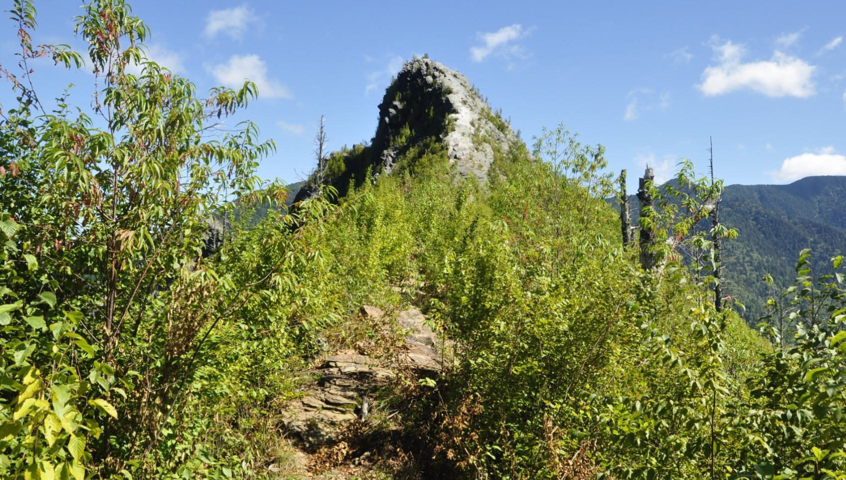 A freshly burned mountain with little vegetation, mostly dead trees and debris.