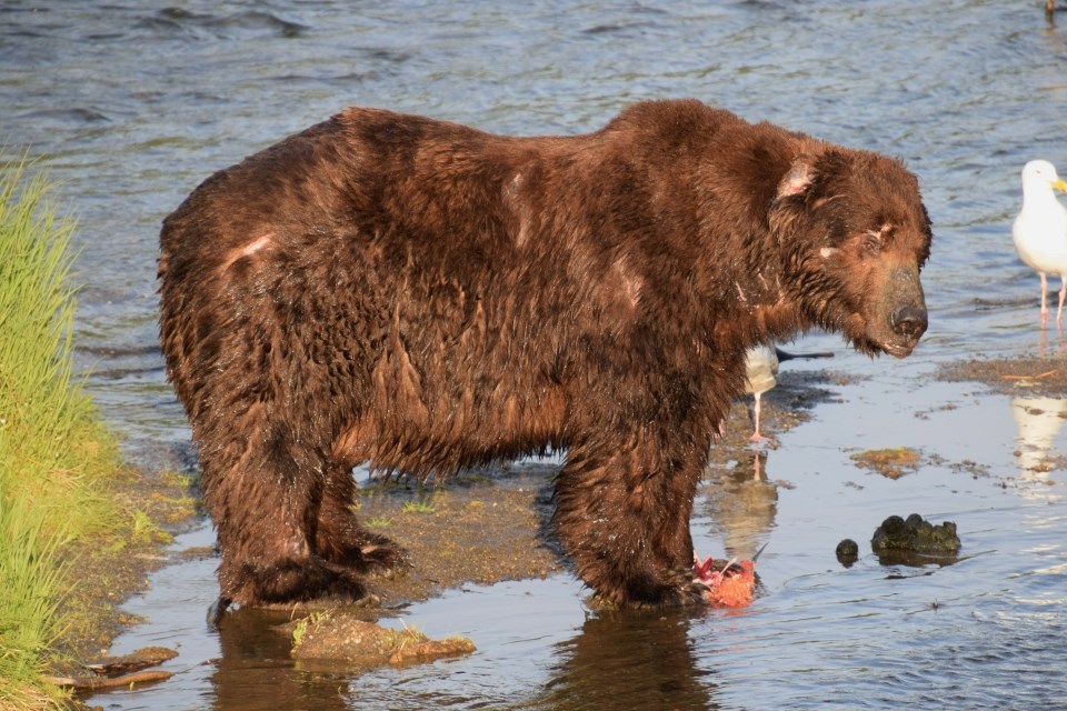 a dark brown bear of modest weight stands in very shallow waters next to a seagull.