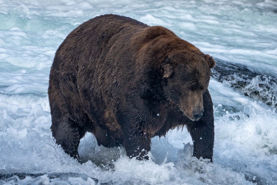 a dark brown bear of modest weight stands in very shallow waters next to a seagull.