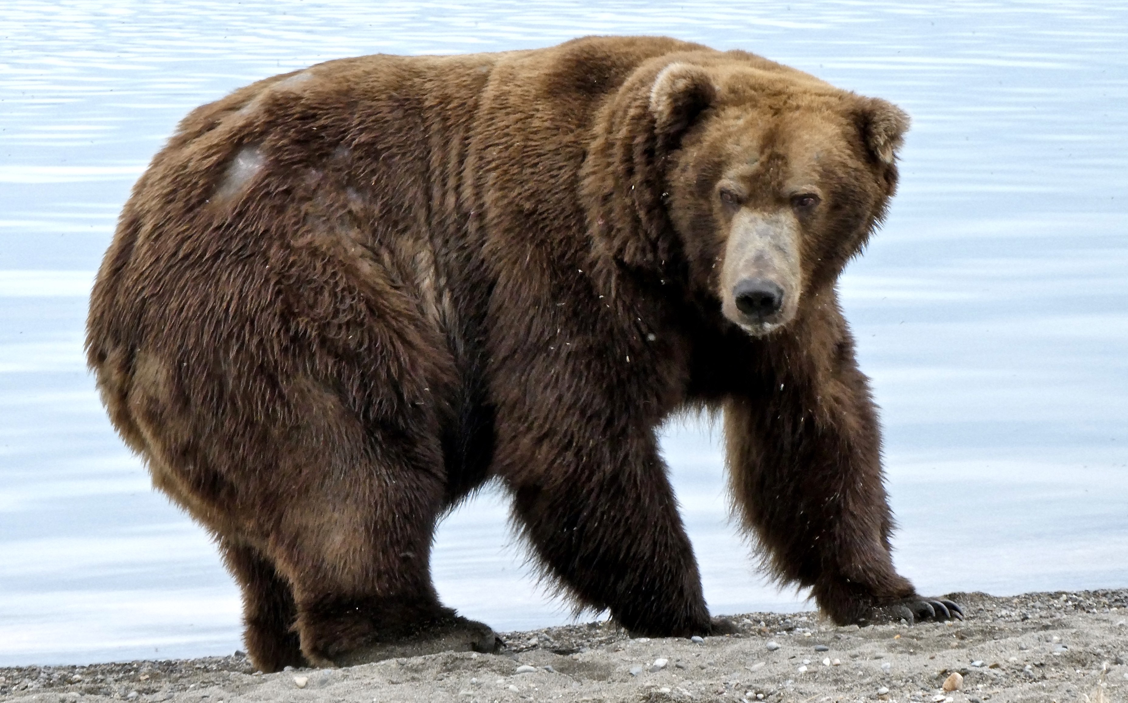 A dark brown bear that is already, honestly, quite fat.