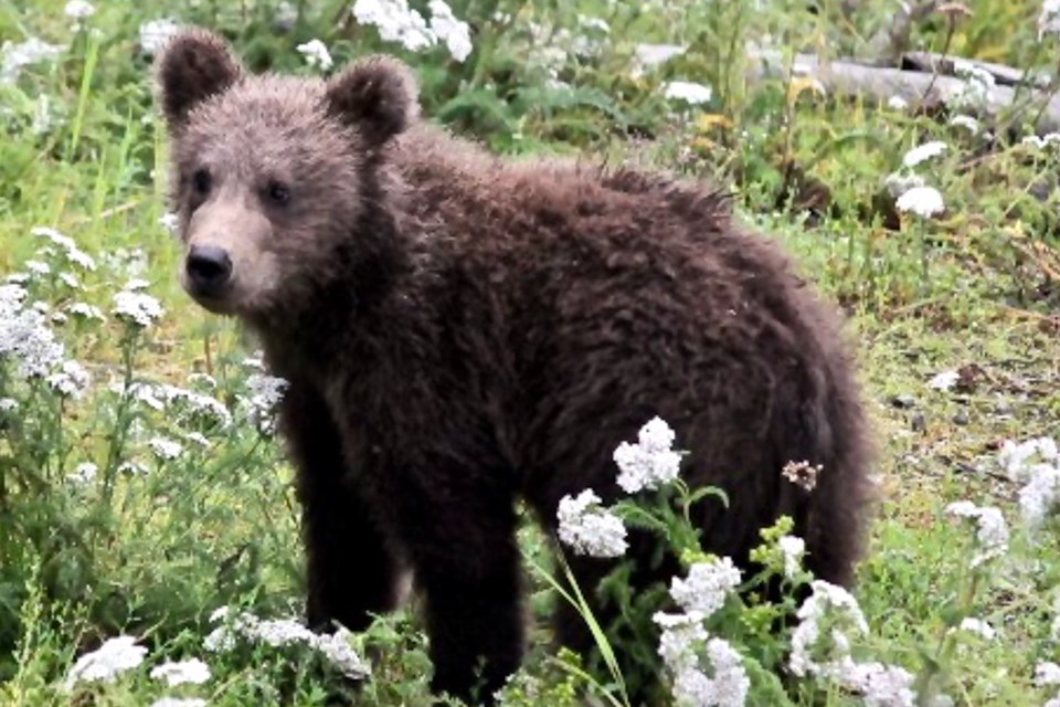 a lean, dark brown bear cub stands amid white flowers.