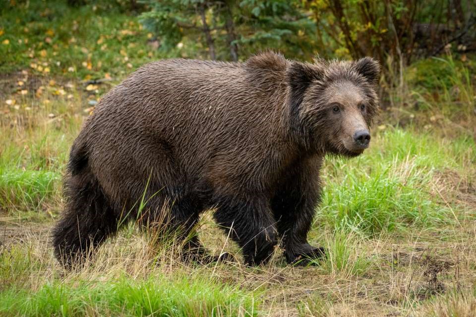 a thin, light brown bear walks through shallow, reedy waters and is backlit by golden sunlight.
