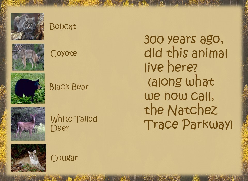Pnotos of bobcat, coyote, black bear, cougar, & deer with answers to the question (listed below)