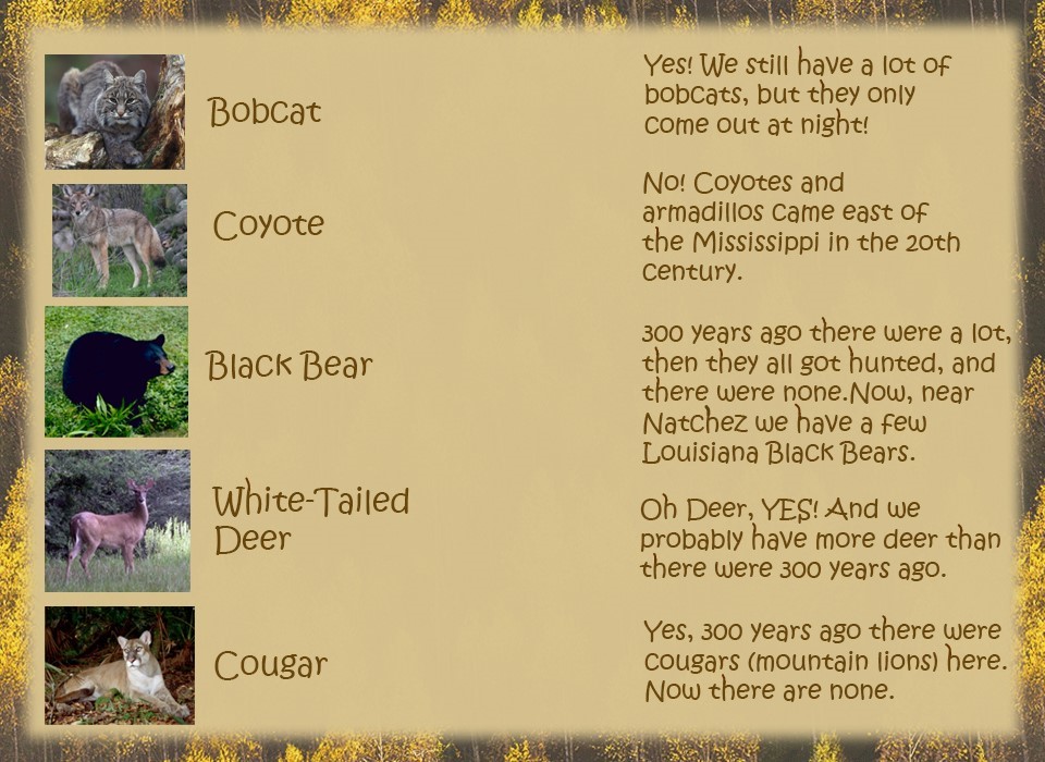 Pnotos of bobcat, coyote, black bear, cougar, & deer with answers to the question (listed below)