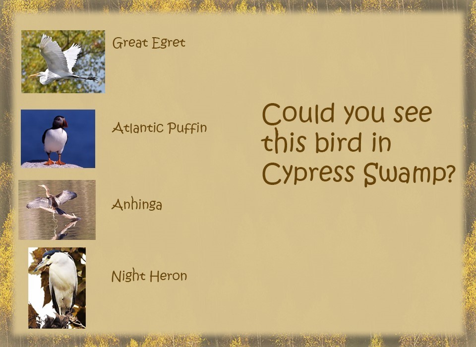 Photos of a flying egret, puffin, anhinga, night heron.