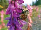a bee on a tall pink flower