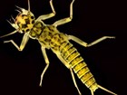 Example of an aquatic macroinvertebrate: Perlodid stonefly.
