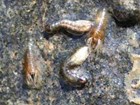 Black fly (Simulium decorum) larvae and pupae